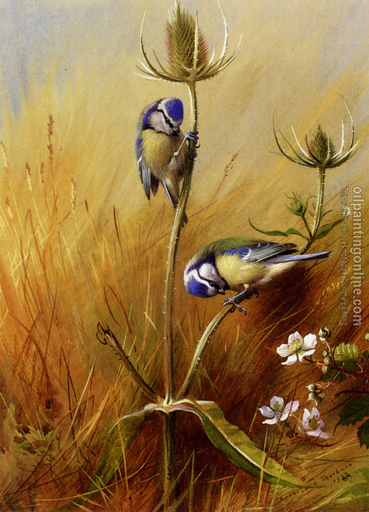 Thorburn, Archibald - Bluetits On A Teasel